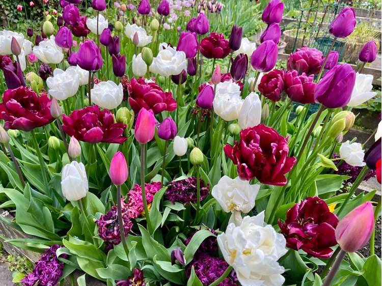 'Svaneke By Night' exklusiv lökmix